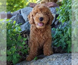 Goldendoodle (Miniature) Litter for sale in PLACERVILLE, CA, USA