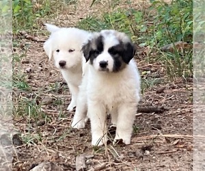 Anatolian Shepherd-Great Pyrenees Mix Litter for sale in DEARY, ID, USA