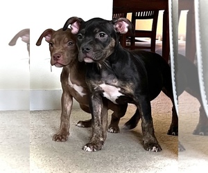 American Bully Litter for sale in PICKERINGTON, OH, USA