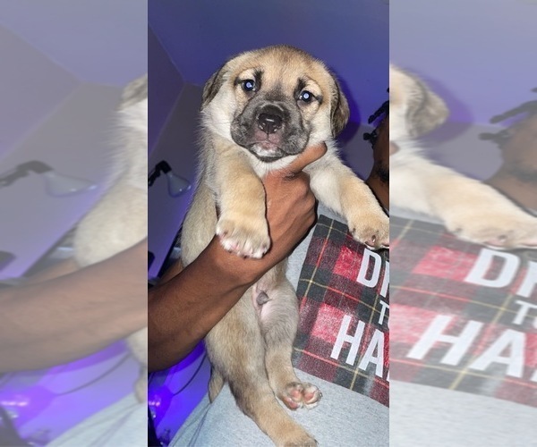 Medium Photo #1 Cane Corso Puppy For Sale in FLUSHING, MI, USA
