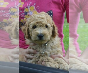 Labradoodle Litter for sale in SUNBURY, PA, USA