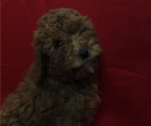 Doodle Litter for sale in PATERSON, NJ, USA
