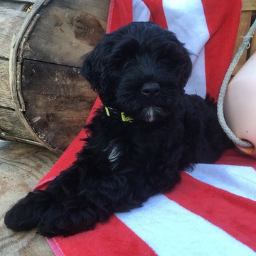 Medium Photo #1 Portuguese Water Dog Puppy For Sale in WESTMINSTER, MD, USA