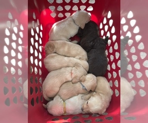Labradoodle Litter for sale in W JEFFERSON, NC, USA