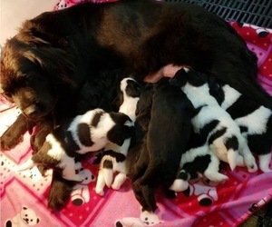 Newfoundland Litter for sale in SIOUX CENTER, IA, USA