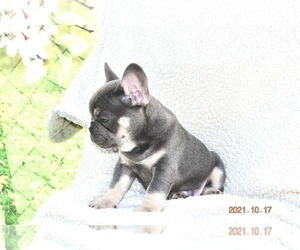 French Bulldog Litter for sale in SEBRING, FL, USA