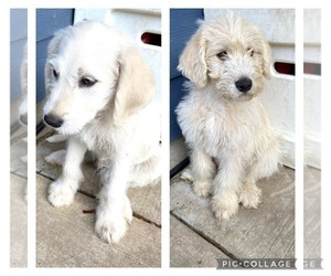 Labradoodle Litter for sale in YACOLT, WA, USA