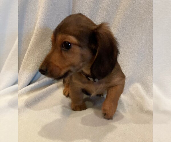 Medium Photo #1 Dachshund Puppy For Sale in BUCHANAN, GA, USA