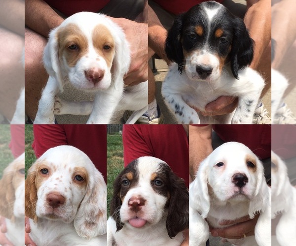 Medium Photo #1 English Setter Puppy For Sale in EDGEWOOD, KY, USA