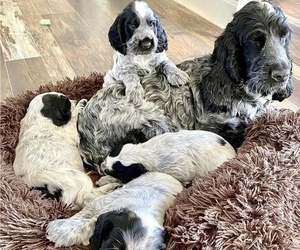 English Cocker Spaniel Litter for sale in NOBLESVILLE, IN, USA