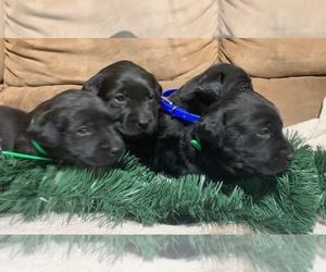 Labrador Retriever Litter for sale in WAKARUSA, IN, USA