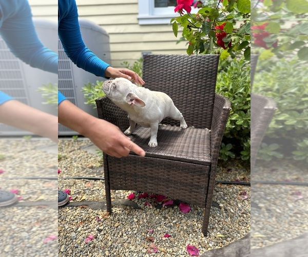 Medium Photo #1 French Bulldog Puppy For Sale in REDWOOD CITY, CA, USA