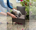 Small Photo #1 French Bulldog Puppy For Sale in REDWOOD CITY, CA, USA