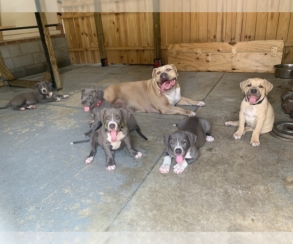 Medium Photo #1 American Bully Mikelands  Puppy For Sale in RAEFORD, NC, USA