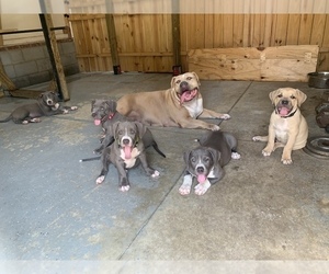 American Bully Mikelands  Litter for sale in RAEFORD, NC, USA