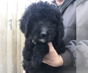 Bernedoodle Litter for sale in ALBANY, OR, USA