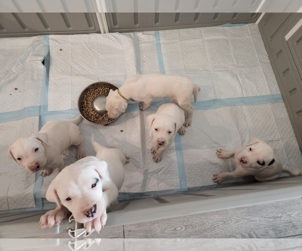Medium Photo #1 Dogo Argentino Puppy For Sale in PHOENIX, AZ, USA