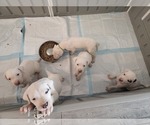 Small Photo #1 Dogo Argentino Puppy For Sale in PHOENIX, AZ, USA