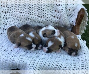 Pembroke Welsh Corgi Litter for sale in NIANGUA, MO, USA