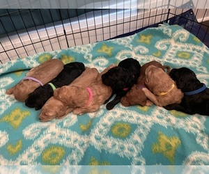 Goldendoodle-Poodle (Standard) Mix Litter for sale in FORT MADISON, IA, USA