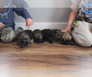 Poodle (Toy)-Pug Mix Litter for sale in EVART, MI, USA