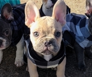 French Bulldog Litter for sale in MICHIGAN CITY, IN, USA