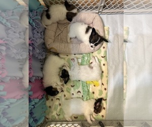 Papillon Litter for sale in BROOKLYN, NY, USA