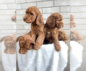 Goldendoodle-Poodle (Standard) Mix Litter for sale in SAN ANTONIO, TX, USA