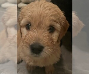 Goldendoodle Litter for sale in OVIEDO, FL, USA