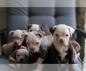 Olde English Bulldogge Litter for sale in SPRING, TX, USA
