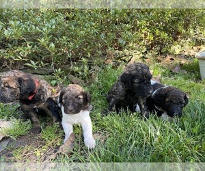 Poodle (Standard) Litter for sale in GRAHAM, NC, USA