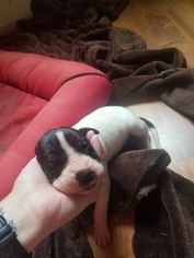 Great Dane Litter for sale in ESSEX, IA, USA