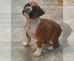 Small Photo #1 Boxer Puppy For Sale in DILLSBORO, IN, USA