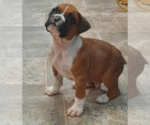 Small Boxer