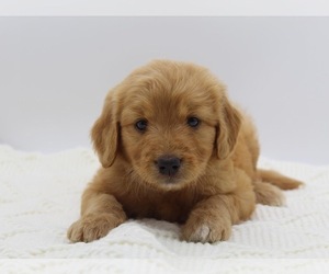 Goldendoodle Litter for sale in ROYSE CITY, TX, USA