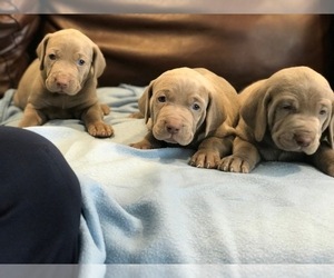 Weimaraner Litter for sale in MAPLE PARK, IL, USA