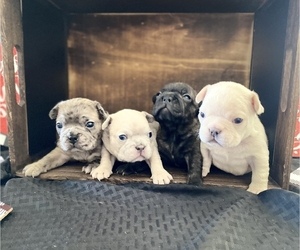 French Bulldog Litter for sale in LANCASTER, CA, USA