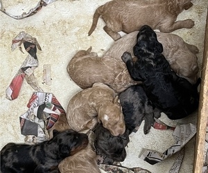 Goldendoodle Litter for sale in ARKOMA, OK, USA