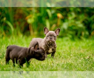 French Bulldog Litter for sale in CUYAHOGA FALLS, OH, USA