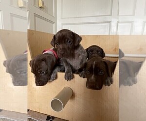 German Shorthaired Pointer Litter for sale in TULSA, OK, USA