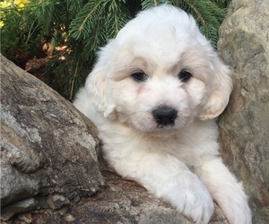 great pyrenees poodle cross