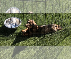 Dachshund Litter for sale in FORT WAYNE, IN, USA