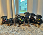 Small Photo #1 Doberman Pinscher Puppy For Sale in REINHOLDS, PA, USA