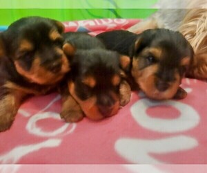 Yorkshire Terrier Litter for sale in EAST ALTON, IL, USA