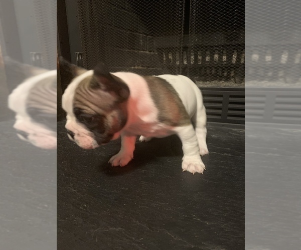 Medium Photo #1 French Bulldog Puppy For Sale in CHESAPEAKE, VA, USA