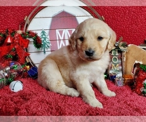 Goldendoodle Litter for sale in BLACK FOREST, CO, USA