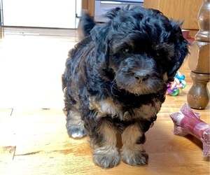Aussiedoodle Miniature  Litter for sale in GRANTS PASS, OR, USA