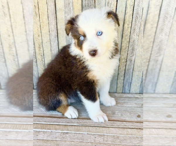 Medium Photo #1 Australian Shepherd Puppy For Sale in PINEVILLE, KY, USA