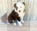 Small Photo #1 Australian Shepherd Puppy For Sale in PINEVILLE, KY, USA