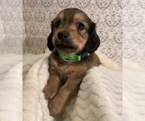 Dachshund Litter for sale in BUCHANAN, GA, USA